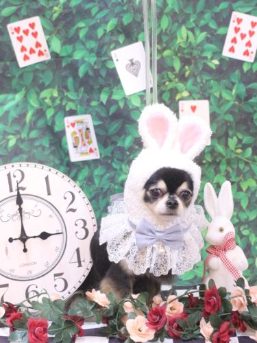 20250423アリューくん